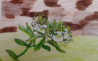 ČUVARI BAŠTINE “TRAVA IVA OD ČOVIKA MRTVA UČINIT ĆE ŽIVA”